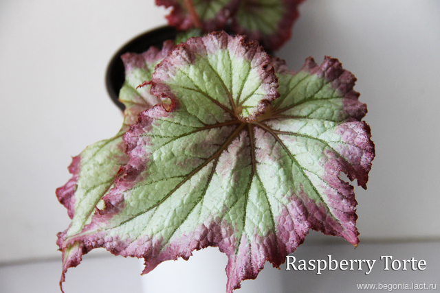 B. ‘Raspberry Torte’